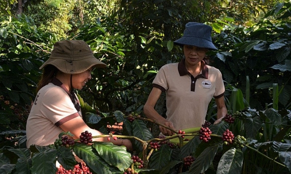 Giá cà phê hôm nay 17/10: Dao động trong mức 63.300 - 64.000 đồng/kg