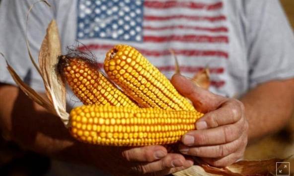 Nông dân Mỹ 'được mùa, mất giá'