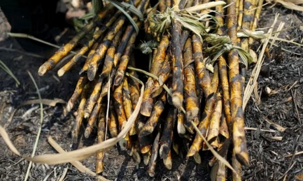 Ngành đường Thái Lan lo ngại các biện pháp kiểm soát mới của chính phủ sẽ trì hoãn xuất khẩu