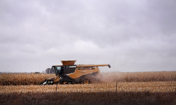 Giá ngô Mỹ chạm đáy gần 3 năm