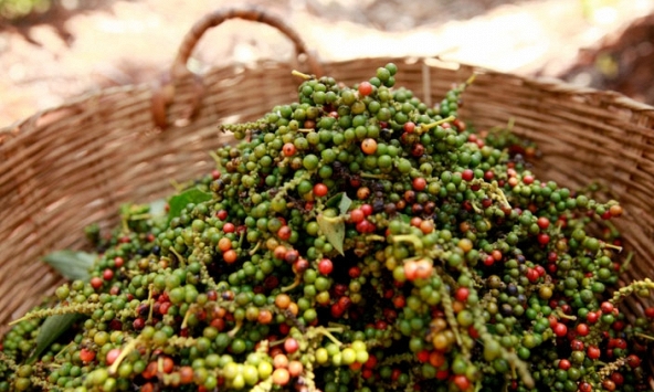 Giá tiêu hôm nay 11/11: Tăng 500 đồng/kg tại Đông Nam bộ