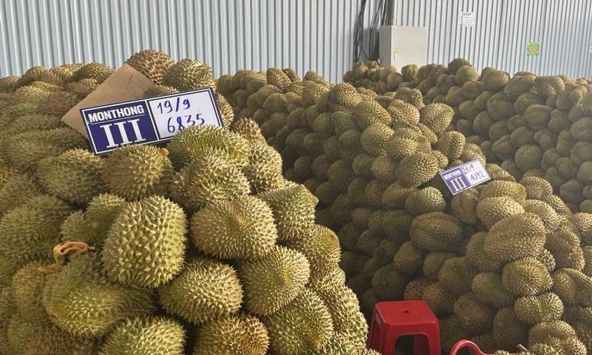 Khi khẩu vị của người Trung Quốc thay đổi, nông dân khắp nơi nhổ bỏ và trồng lại