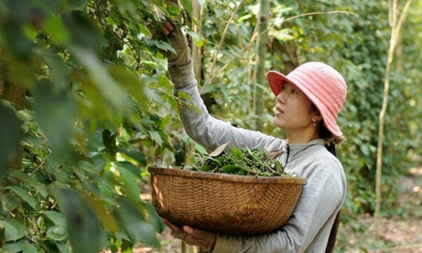 Giá tiêu hôm nay 13/11: Không có nhiều biến động