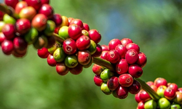 Giá cà phê hôm nay 13/11: Dự báo duy trì ở mức cao