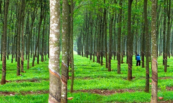 Giá cao su hôm nay 13/11: Biến động không đáng kể
