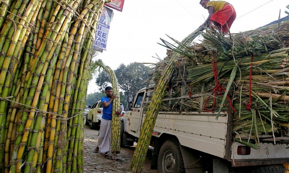 Nông dân và nhà sản xuất ở Ấn Độ đồng loạt 'kêu trời' vì cây mía đường