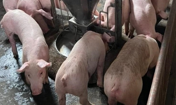 Giá heo hơi hôm nay 14/11: Vẫn trong xu hướng giảm