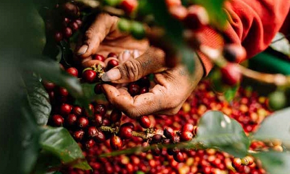 Giá cà phê hôm nay 14/11: Tăng 1.200 đồng/kg