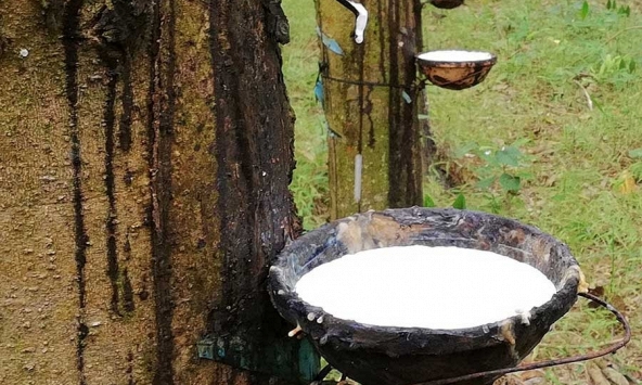 Giá cao su hôm nay 15/11: Bất ngờ tăng mạnh trên sàn Tokyo