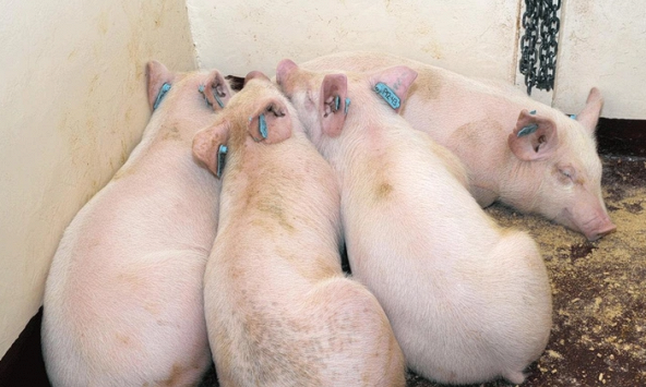 Giá heo hơi hôm nay 15/11: Giá heo rục rịch tăng lại