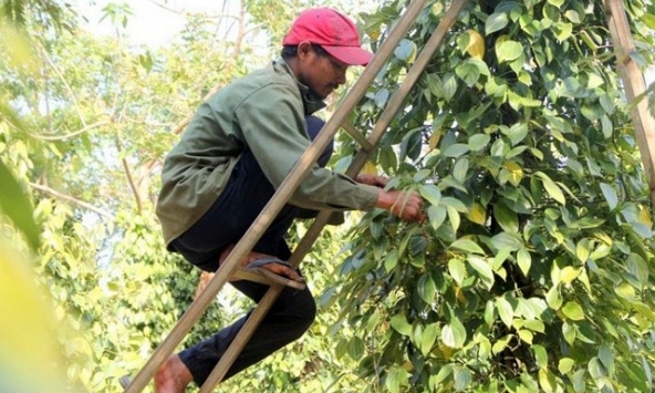 Giá tiêu hôm nay 15/11: Tăng mạnh