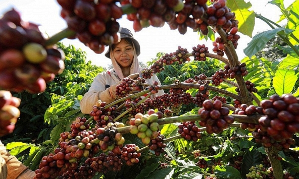 Giá cà phê hôm nay 15/11: Giảm 200 đồng/kg