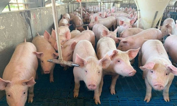 Giá heo hơi hôm nay 16/11: Miền Bắc tăng nhẹ