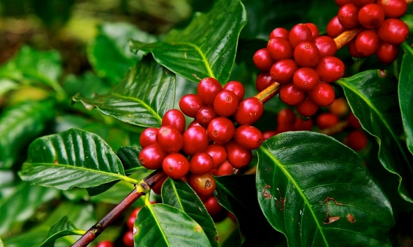 Giá cà phê hôm nay 16/11: Tăng mạnh 1.700 đồng/kg