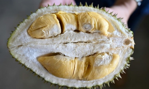 Malaysia ứng dụng công nghệ vào canh tác sầu riêng