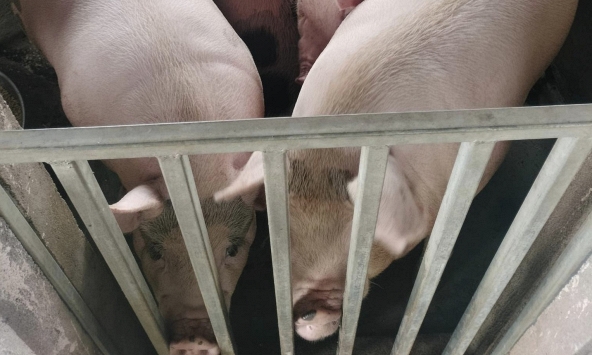 Giá heo hơi hôm nay 17/11: Miền Bắc đang phục hồi nhanh