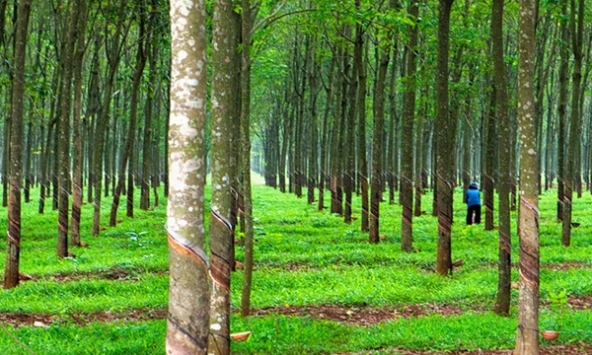 Giá cao su hôm nay 16/11: Giảm trên sàn châu Á