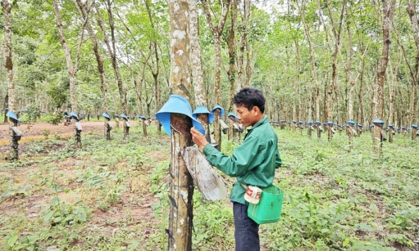 Giá cao su hôm nay 18/11: Xu hướng tăng