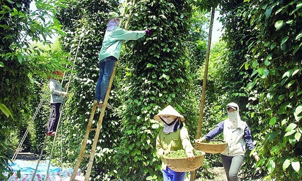 Giá tiêu hôm nay 20/11: Tăng tại một số nơi