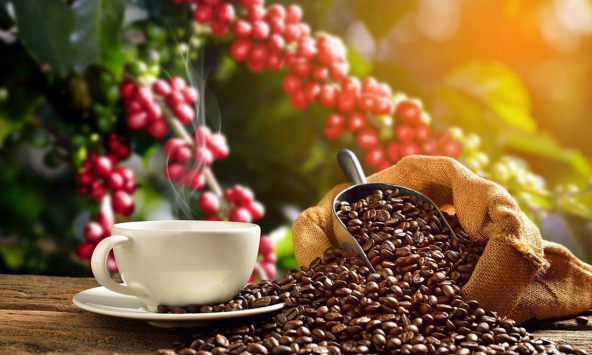 Robusta Việt Nam và con đường khẳng định lại vị thế trên bản đồ cà phê thế giới