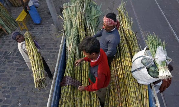 Hạn hán lịch sử ở Ấn Độ đẩy giá đường và bông tăng cao