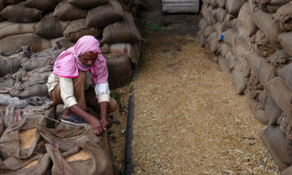 Ấn Độ dự kiến duy trì lệnh cấm xuất khẩu gạo đến năm 2024