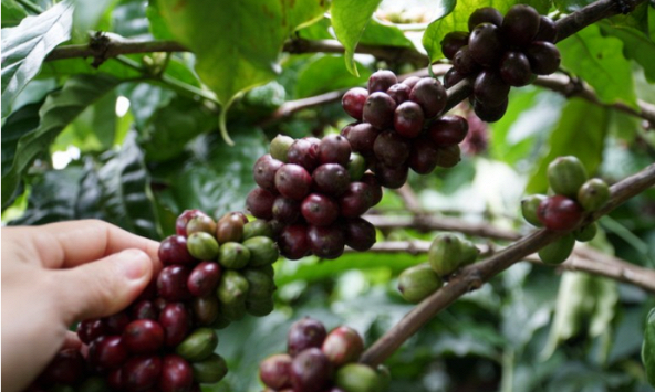 Giá cà phê hôm nay 21/11: Giảm 500 đồng/kg