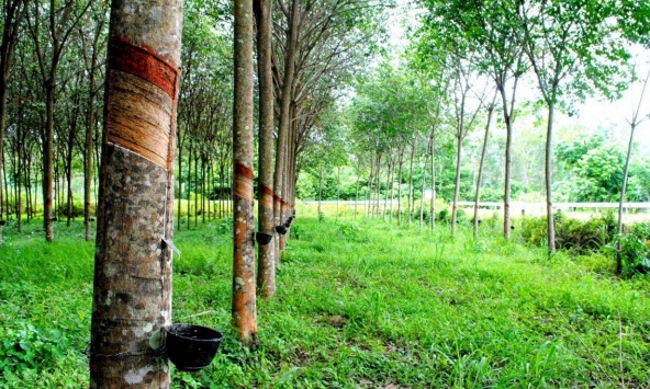 Giá cao su hôm nay 22/11: Giảm trên sàn Thượng Hải