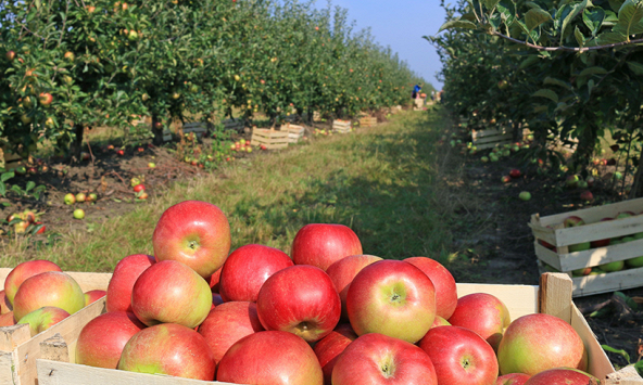 Táo Mỹ rớt giá thê thảm dù đang vào mùa