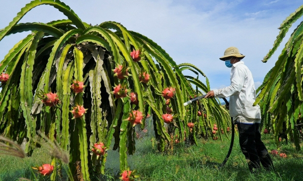Giá thanh long tăng cao, nhà vườn không có để bán