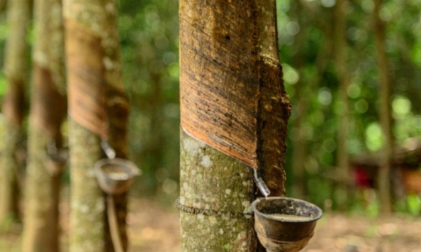 Giá cao su hôm nay 23/11: Đồng loạt giảm trên sàn châu Á