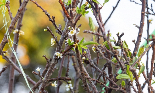 Hoa rừng Tây Bắc nở sớm, đổ bộ phố phường Hà Nội