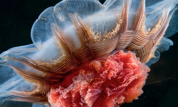 Những tác phẩm được National Geographic trao giải 'Bức ảnh của năm'