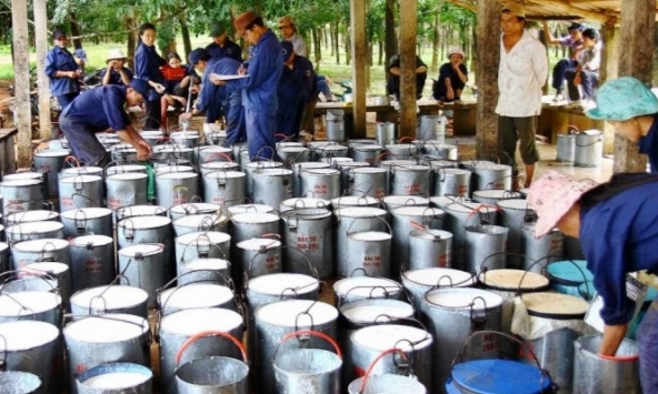 Giá cao su hôm nay 24/11: Tăng giảm trái chiều