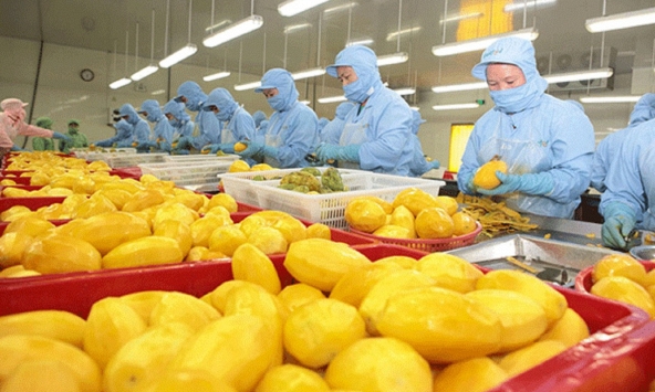 Chưa hết năm 2023, xuất khẩu rau quả đã lập kỷ lục 5 tỷ USD