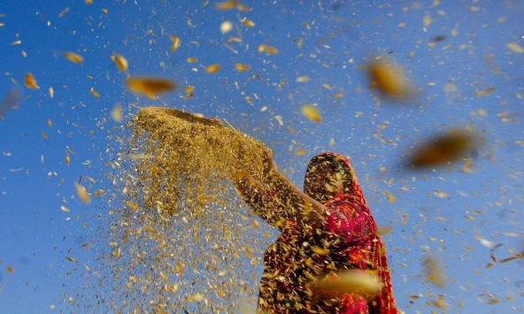 El Nino đe dọa vựa lúa Đông Nam Á