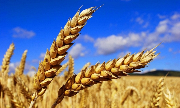 Lúa mạch Úc trở lại mạnh mẽ ở Trung Quốc