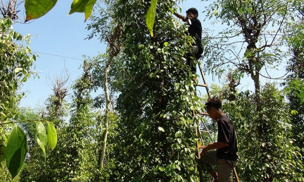 Giá tiêu hôm nay 25/11: Giảm 500 đồng/kg tại Bà Rịa - Vũng Tàu