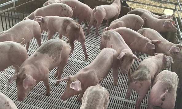Giá heo hơi hôm nay 25/11: Ba miền đồng loạt giảm