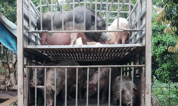 Giá heo hơi hôm nay 27/11: Đà giảm chưa có dấu hiệu dừng