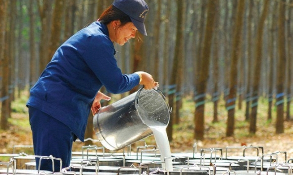 Giá cao su hôm nay 27/11: Đồng loạt tăng