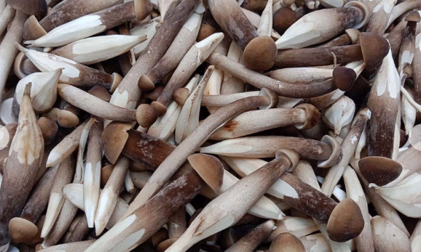 Nấm mối tự nhiên có tác dụng gì mà giá cao cắt cổ