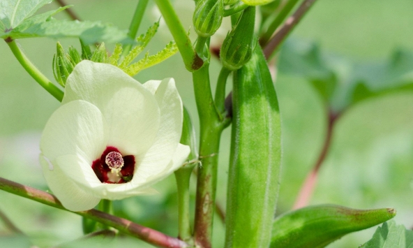 Hoa đậu bắp - tưởng bỏ đi nhưng lại là thần dược chống ung thư