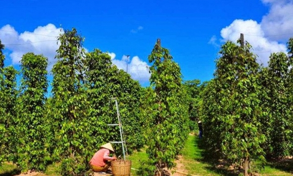 Giá tiêu hôm nay 28/11: Tăng 500-1.000 đồng/kg