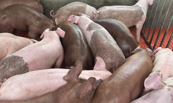 Giá heo hơi hôm nay 29/11: Giao dịch quanh mức 49.000 – 50.000 đồng/kg