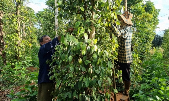 Giá tiêu hôm nay 29/11: Tiếp đà tăng