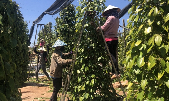 Giá tiêu hôm nay 30/11: Cao nhất cán mốc 73.000 đồng/kg