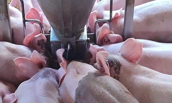 Giá heo hơi hôm nay 30/11: Ba miền 'đi ngang'