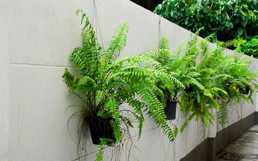 10 loại cây cảnh trồng trong nhà giúp gia chủ vượng phong thủy