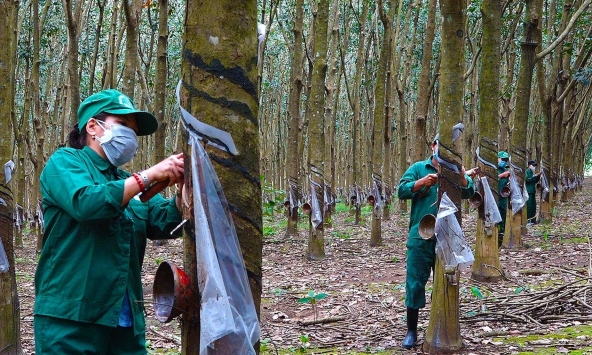 Giá cao su hôm nay 30/11: Đồng loạt giảm